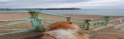 Chow Chow dogs for sale: Beautiful unspayed female chow chow - 4 years old - Advert 9