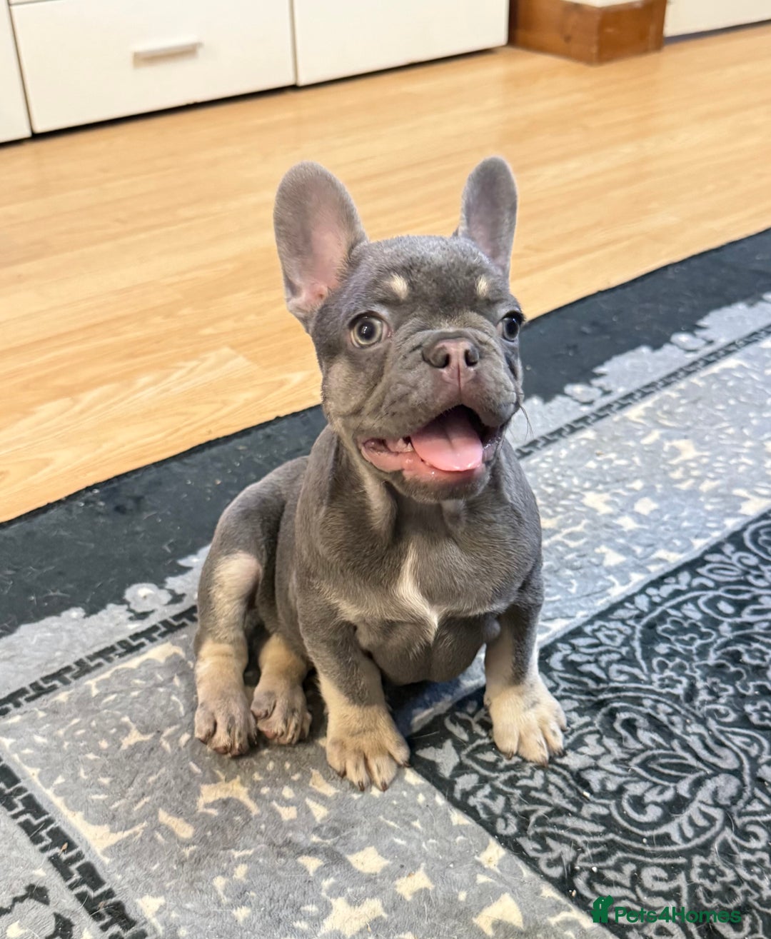 French Bulldog dogs for sale: Lilac tan female puppy 10 weeks old - Advert 3