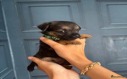 Border Terrier dogs for sale: Slem clear stunning boarder terrier puppies  - Image 23