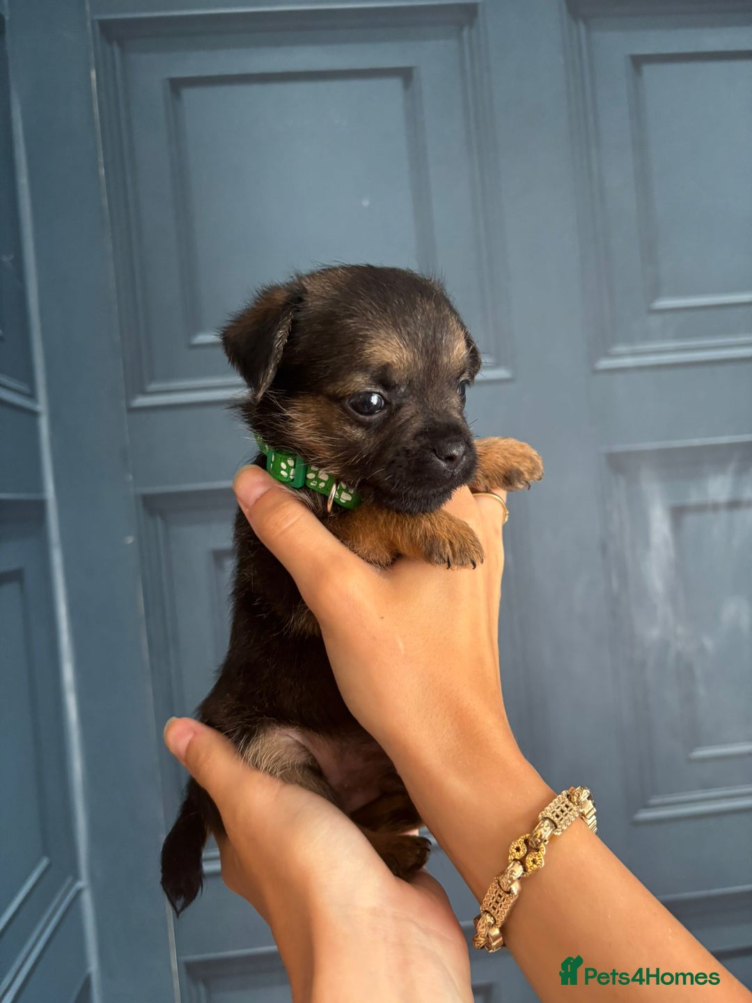Border Terrier dogs for sale: Slem clear stunning boarder terrier puppies  - Image 23