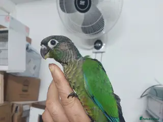 Conures birds Hand reared super tame conure - Advert 1