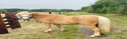 Welsh Section A horses for sale: Golden Palomino 11.2hh unbroken mare in Chelmsford - Advert 3