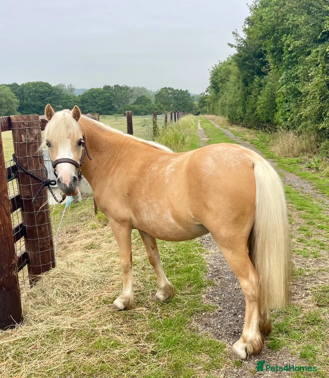 Welsh Section A horses for sale: Golden Palomino 11.2hh unbroken mare in Chelmsford - Advert 3