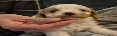 Cavapoo 3