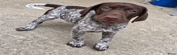German Shorthaired Pointer dogs for sale: Exceptional KC GSP Puppies  - Advert 7