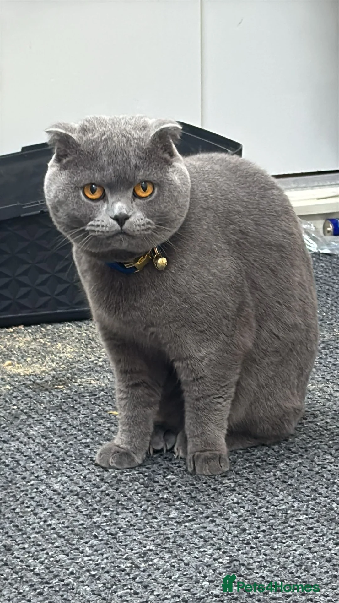 British Shorthair cats for stud: British Shorthair 2 years  - Advert 1