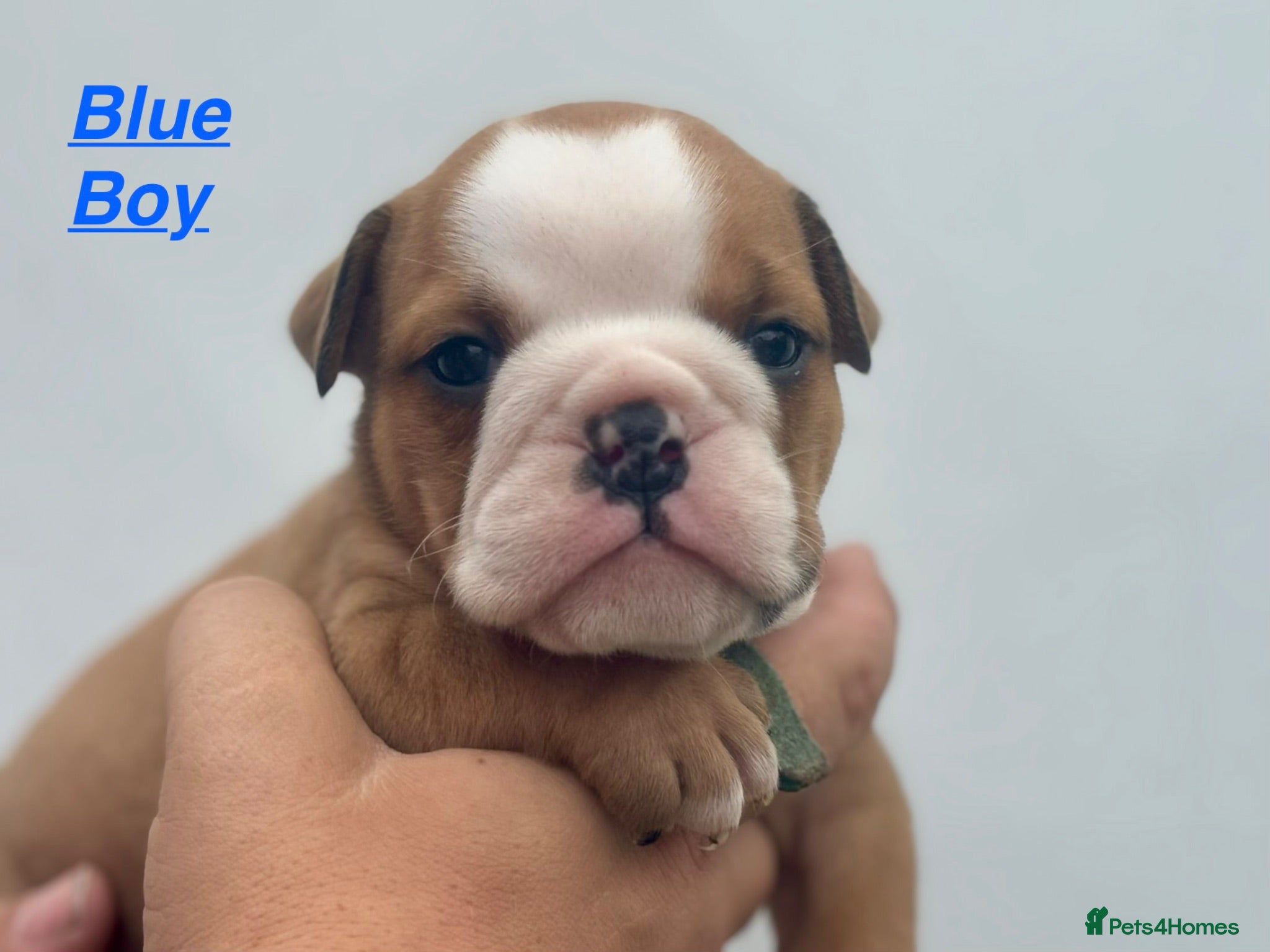 English Bulldog dogs Quality Bulldog Puppies  - Advert 12