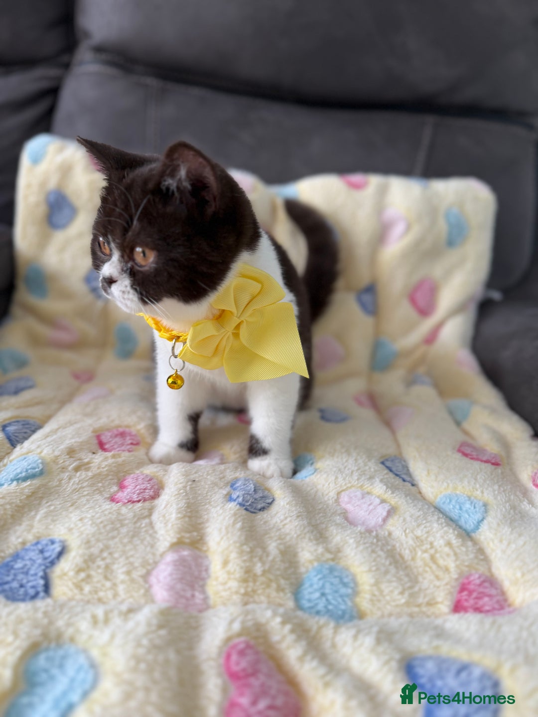 British Shorthair cats for sale: BSH GCCF Active Registered champion lines - Image 12