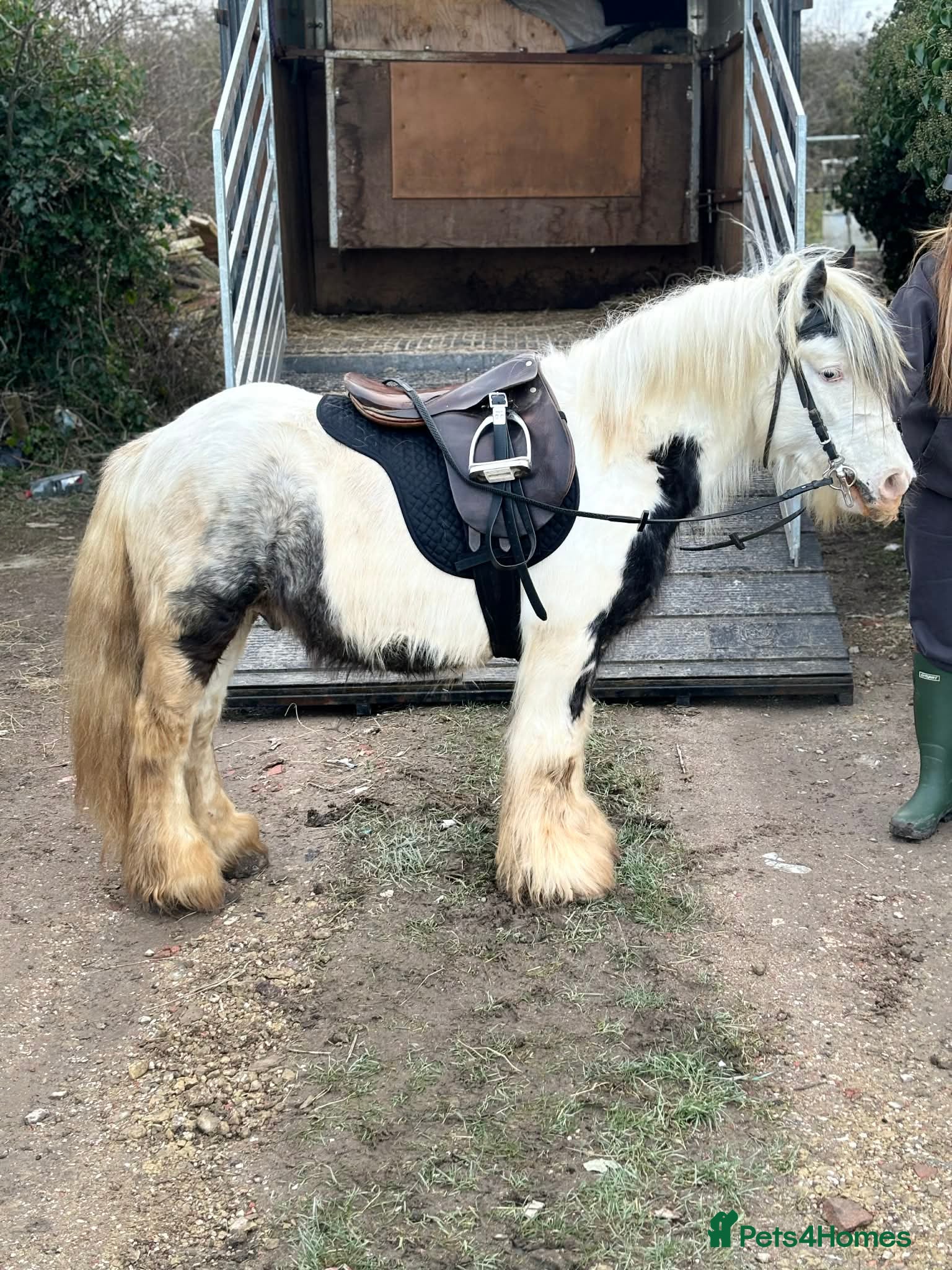 Irish Cob horses for sale: Ride and drive gelding  - Advert 3