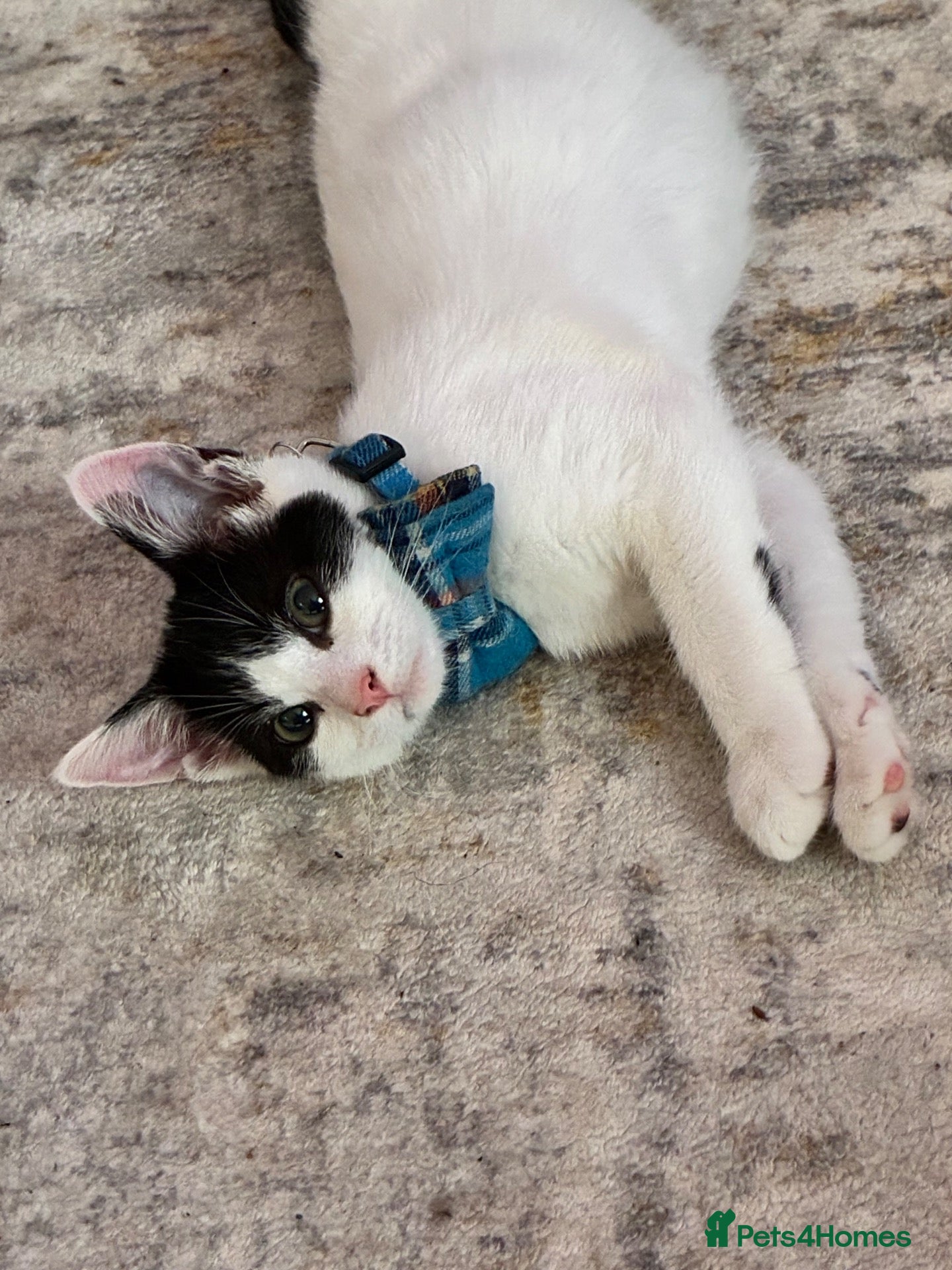 Domestic Shorthair cats 15 week male  kitten  - Advert 1