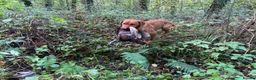 Labrador Retriever dogs for sale: KC, fully health tested fox red Labrador pups  - Advert 10