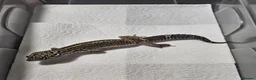 Leopard Gecko reptiles for sale: Black night leopard geckos  - Advert 18