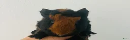 Guinea Pig rodents for sale: Boars available £20 - Advert 5