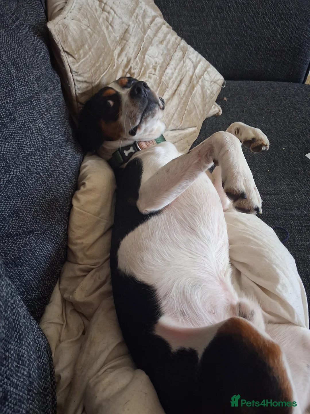 Mixed Breed dogs for sale: Male jack Russel cross king Charles  - Advert 7