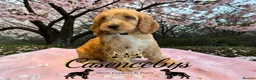 Cockapoo dogs for sale: WAITING LIST OPEN   - Advert 10