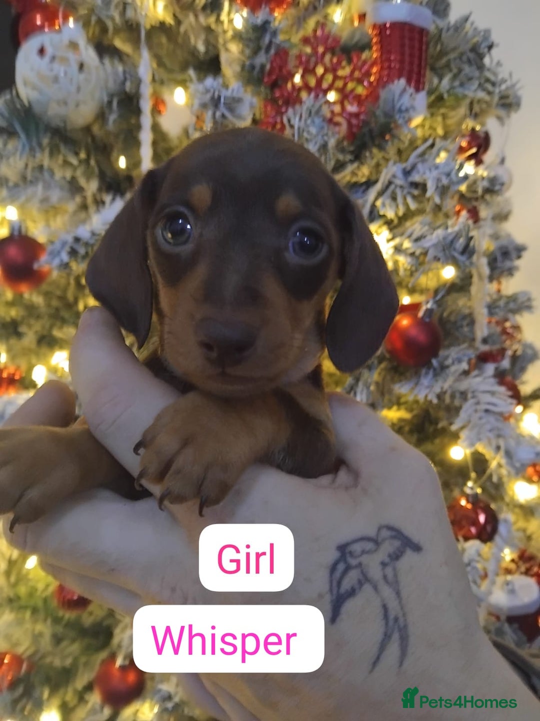 Dachshund dogs for sale: Last 6 stunning boys left. - Advert 13
