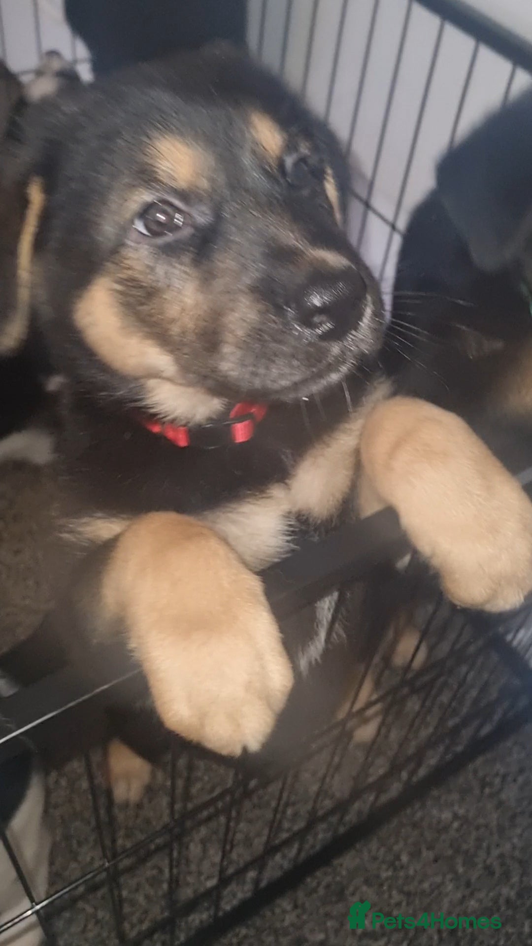 Mixed Breed dogs for sale: German shepard cross for sale - Advert 5