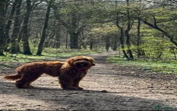 Mixed Breed dogs for sale: Mini Australian Golden Doodles  - Image 14
