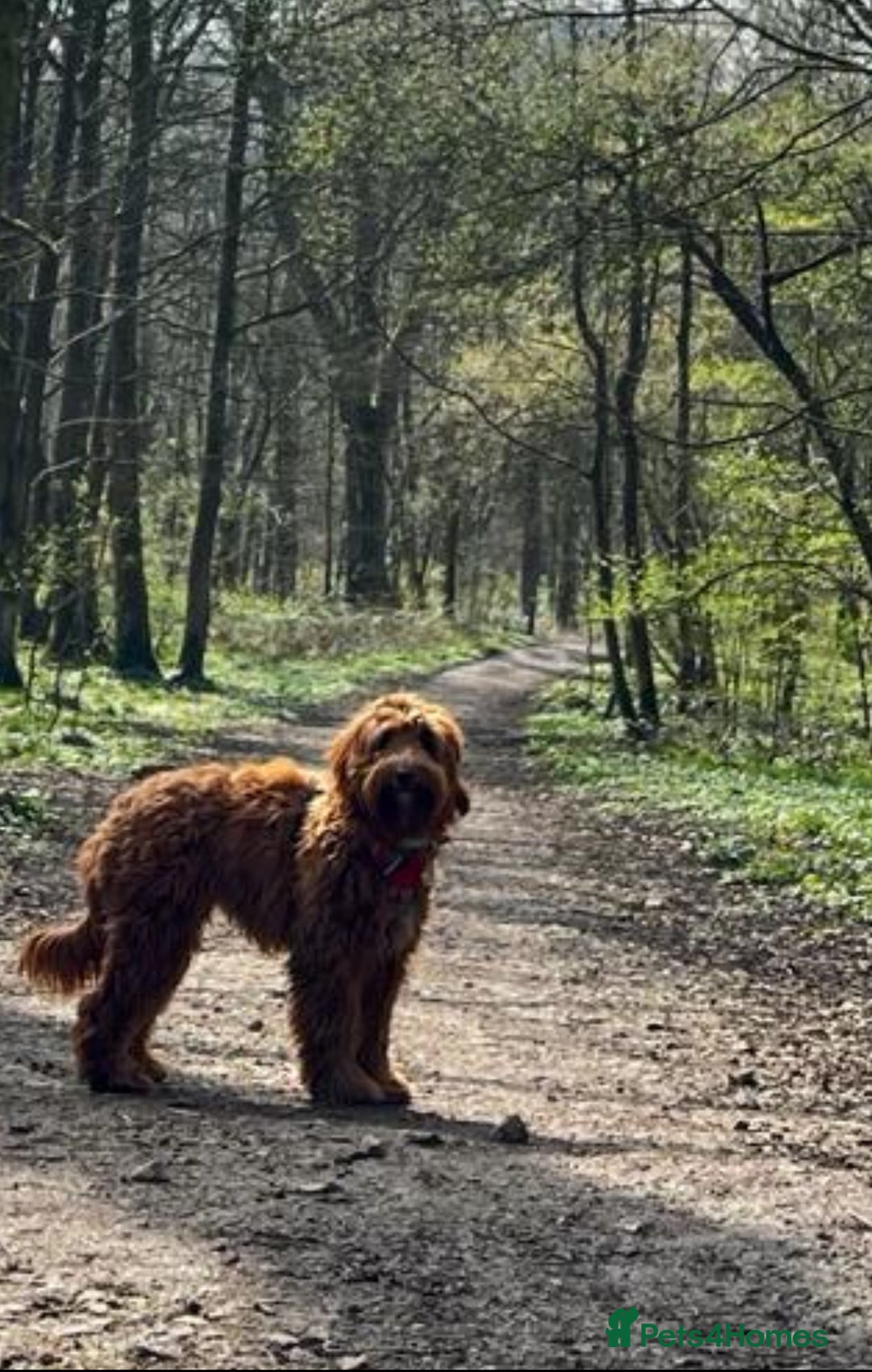 Mixed Breed dogs for sale: Mini Australian Golden Doodles  - Image 14