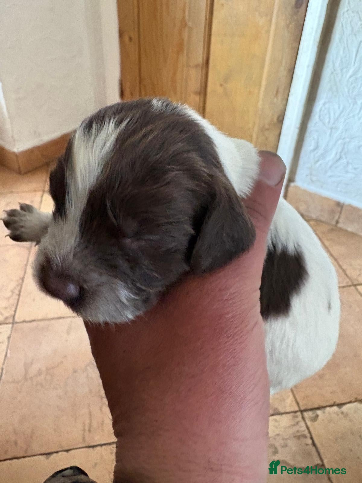 Sprocker dogs Sprocker spaniels - Advert 11