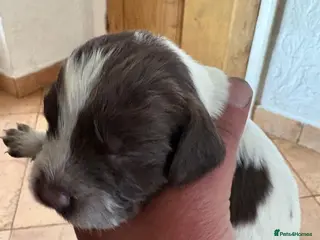 Sprocker dogs Sprocker spaniels - Advert 11