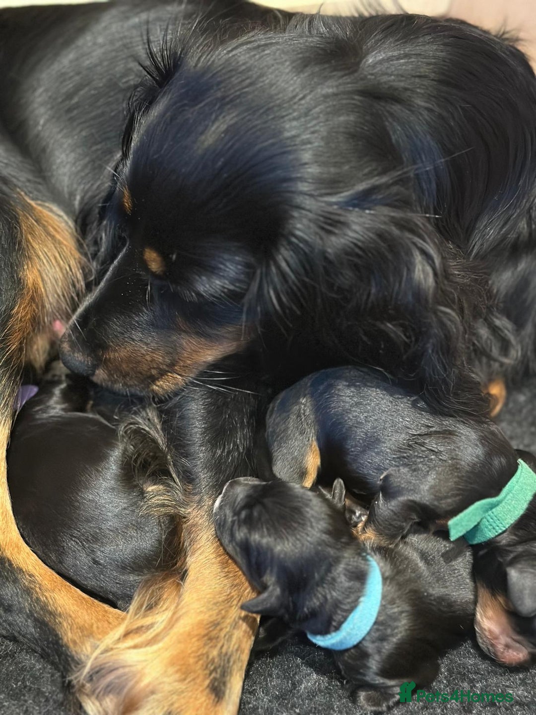 Cockapoo dogs for sale: •F1B Cockapoo Pups - Black & Tan - Ready 19th Dec• - Image 20