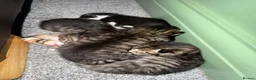 Mixed Breed cats for sale: 4 Beautiful Kittens Looking For Loving Homes in Brighton - Advert 2