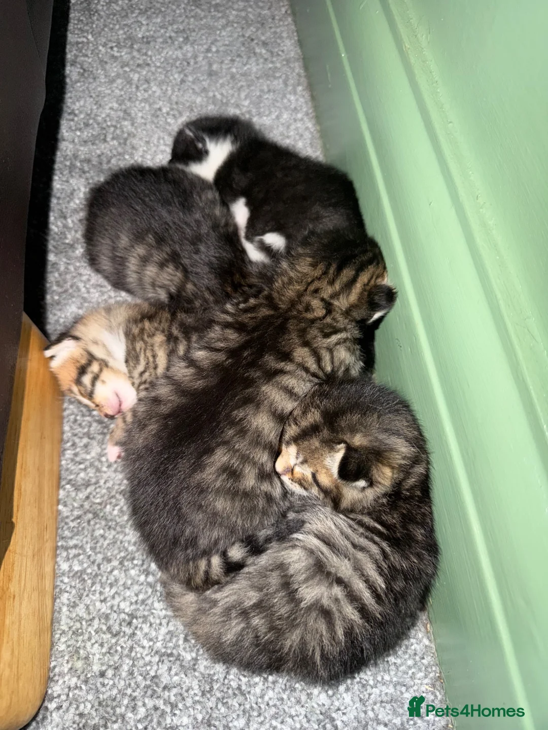 Mixed Breed cats for sale: 4 Beautiful Kittens Looking For Loving Homes in Brighton - Advert 2