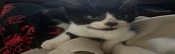 Mixed Breed cats for sale: 4 Adorable Kittens For Sale in Ilkeston - Advert 5