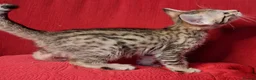 Savannah cats for sale: Super spotty Savannah kittens - Advert 10