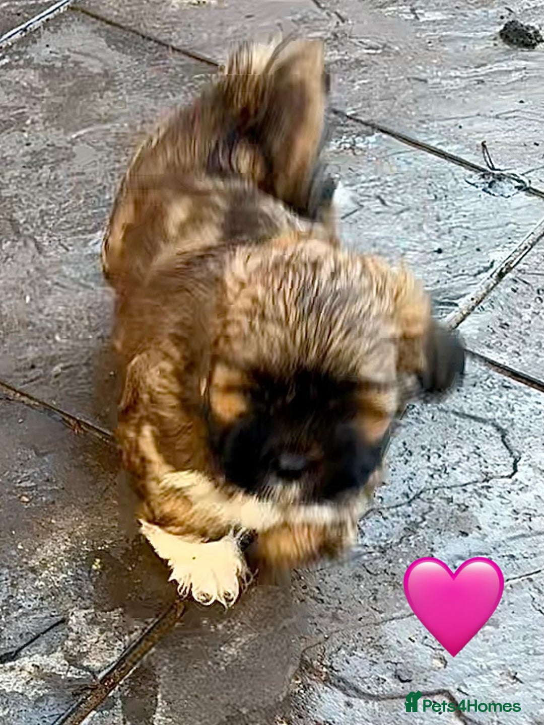 Lhasa Apso dogs for sale: Four Adorable Lhasa Apso Pups KC reg GPRA Clear - Advert 18
