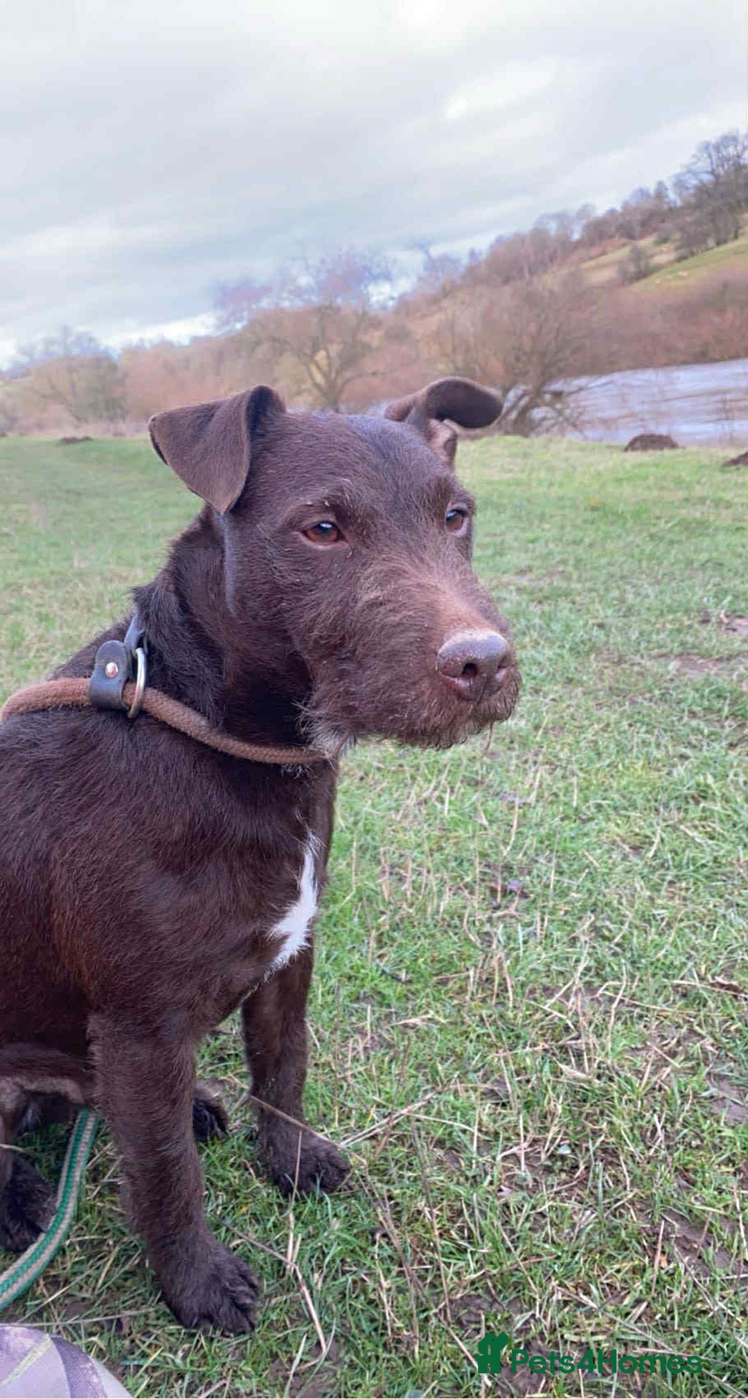 Patterdale Terrier dogs for sale: Beautiful Patterdale Terrier Puppies - Advert 10