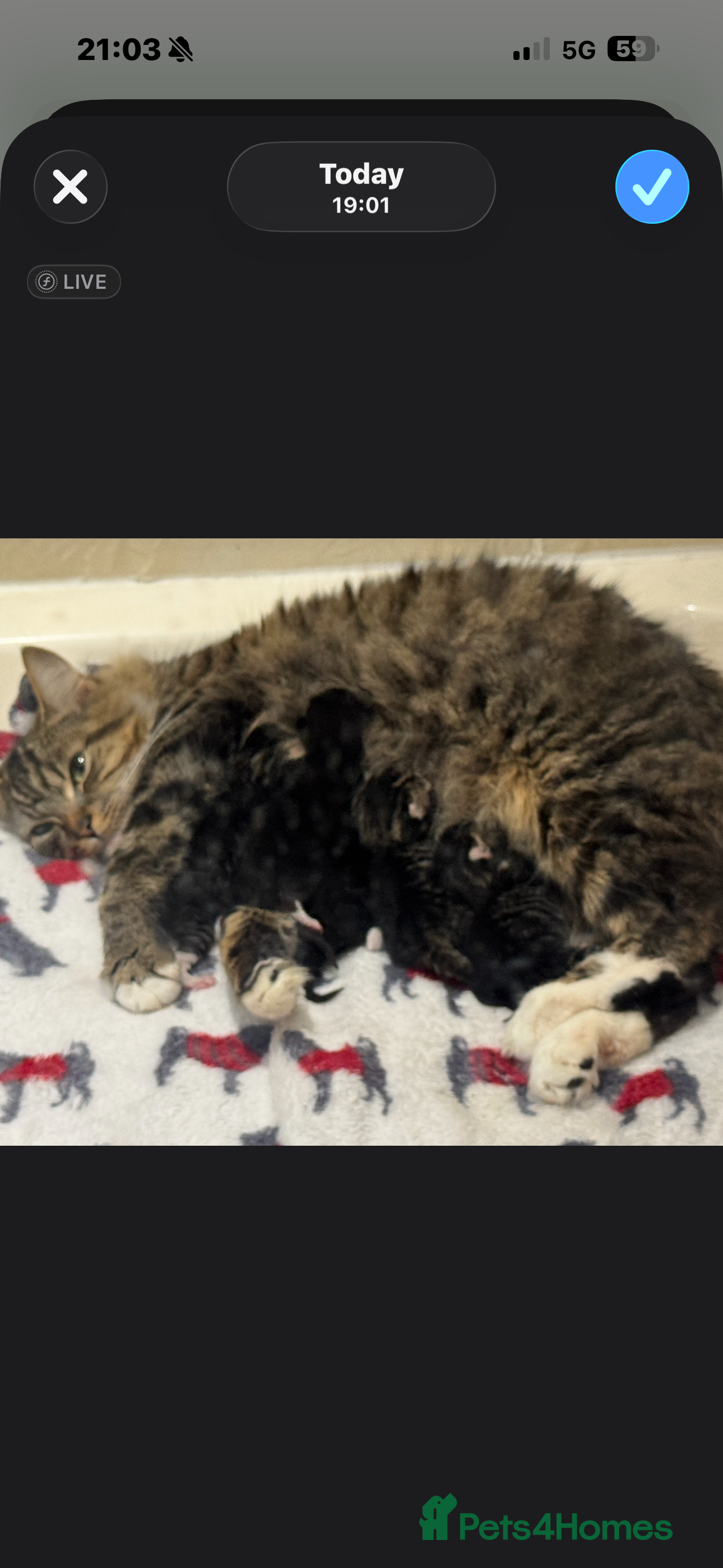 Mixed Breed cats Part Maine Coon Kittens - Advert 1