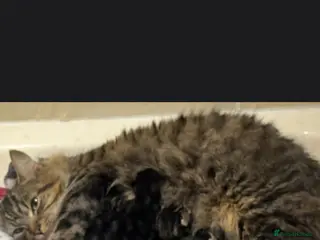 Mixed Breed cats Part Maine Coon Kittens - Advert 8