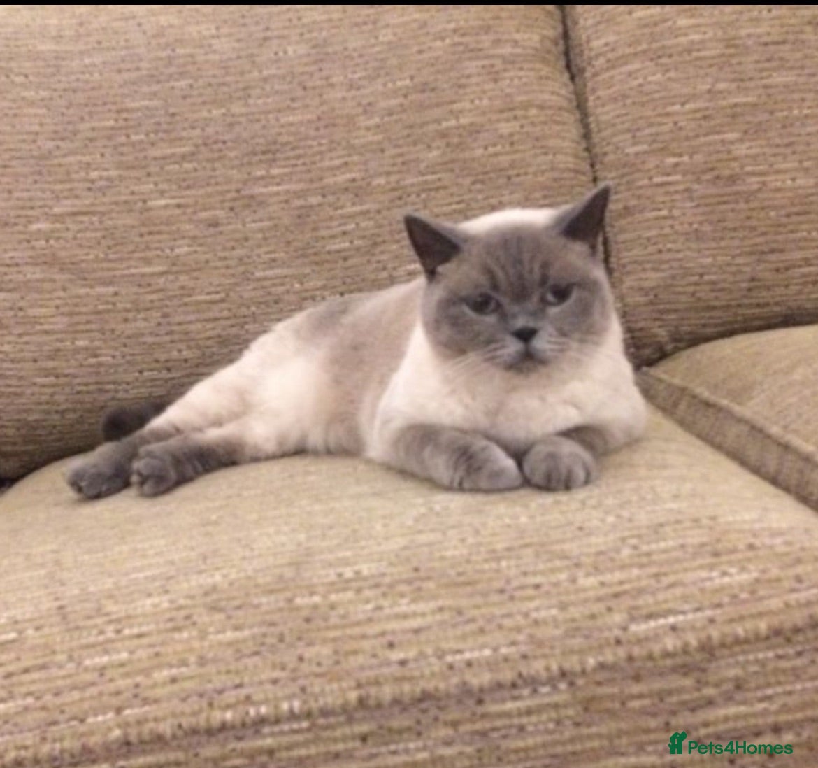 British Shorthair cats Colour point female - Advert 3