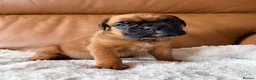 Boxer dogs for sale: Kc Red&White Boxer puppies health tested parents  - Advert 12