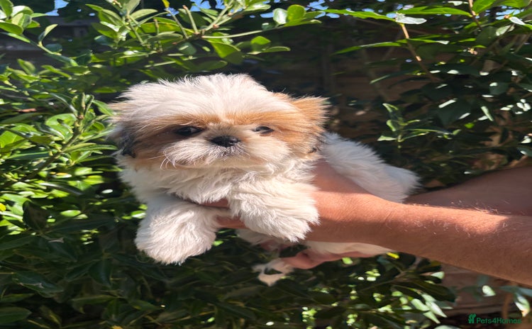 Shih Tzu dogs - Advert 2