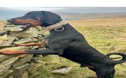 Dobermann dogs for sale: DOBERMAN PUPPIES (BOTH KC HEALTH TESTED PARENTS) - Image 7