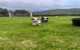 Bernedoodle dogs for sale: Gorgeous Bernedoodle puppies  - Image 2