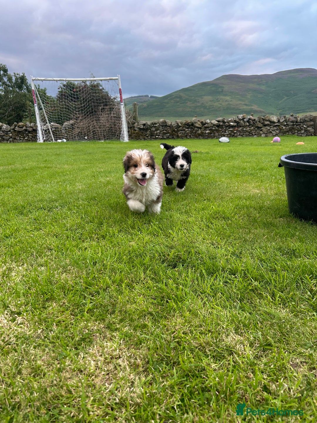 Bernedoodle dogs for sale: Gorgeous Bernedoodle puppies  - Image 2