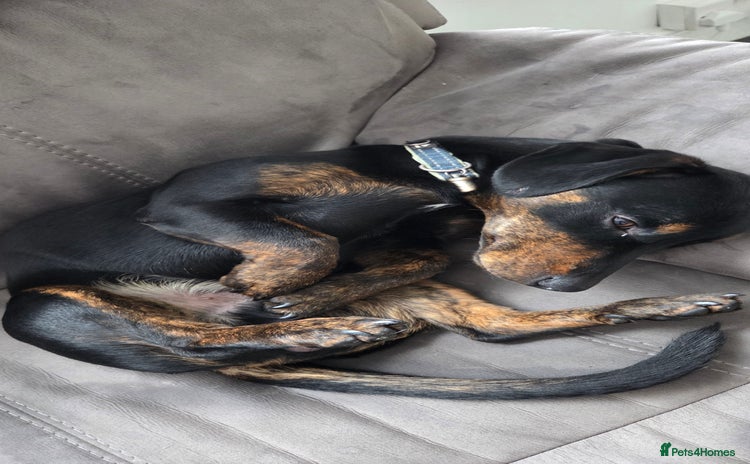 Mixed Breed dogs - Advert 1