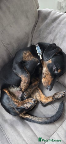 Mixed Breed dogs - Advert 1