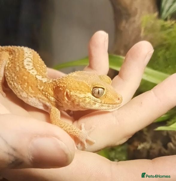 Gecko reptiles Madagascan Ground Gecko / Pictus Gecko - Advert 1