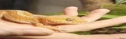 Gecko reptiles for sale: Madagascan Ground Gecko / Pictus Gecko - Advert 1