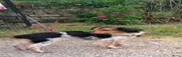 Brittany Spaniel dogs for adoption: Reyna in Consett - Advert 4