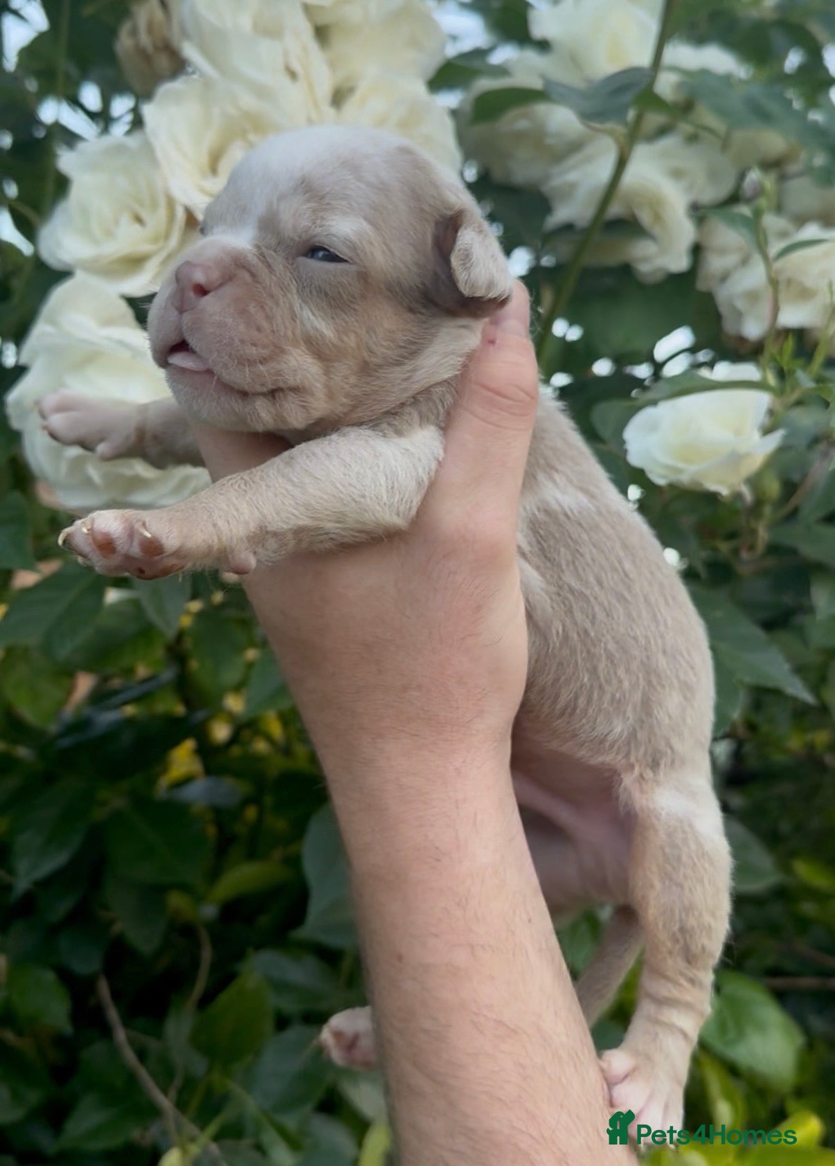 Olde English Bulldogge dogs 7 old tyme bulldog puppies available  - Advert 5