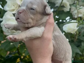 Olde English Bulldogge dogs 7 old tyme bulldog puppies available - Advert 5