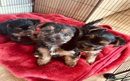 Yorkshire Terrier dogs for sale: 3 gorgeous Yorkshire terrier boy puppies - Image 4