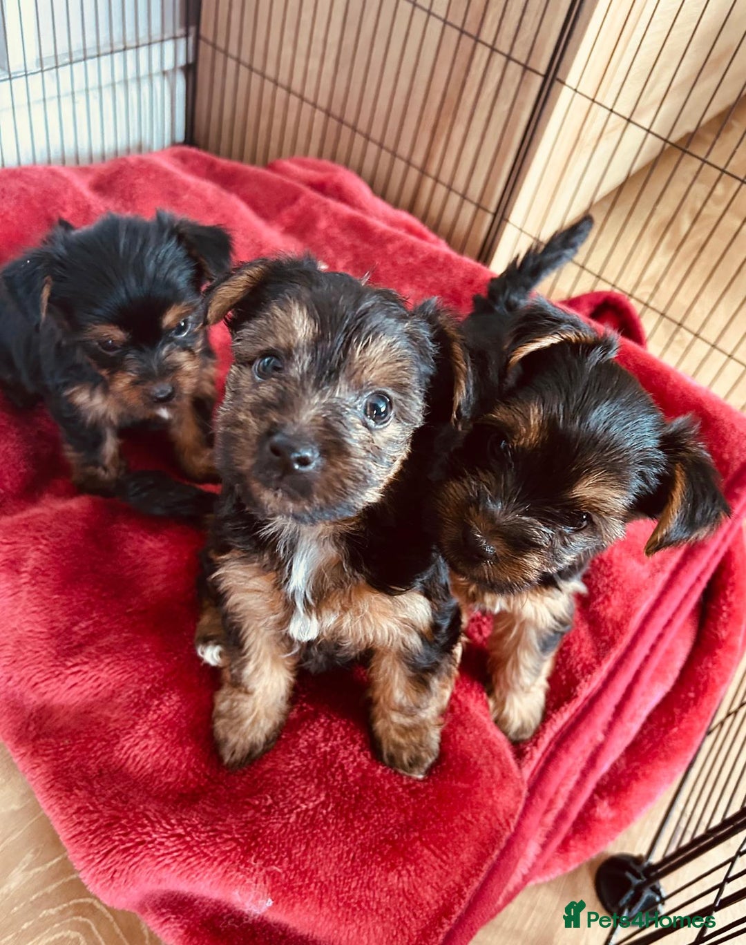 Yorkshire Terrier dogs for sale: 3 gorgeous Yorkshire terrier boy puppies - Image 4