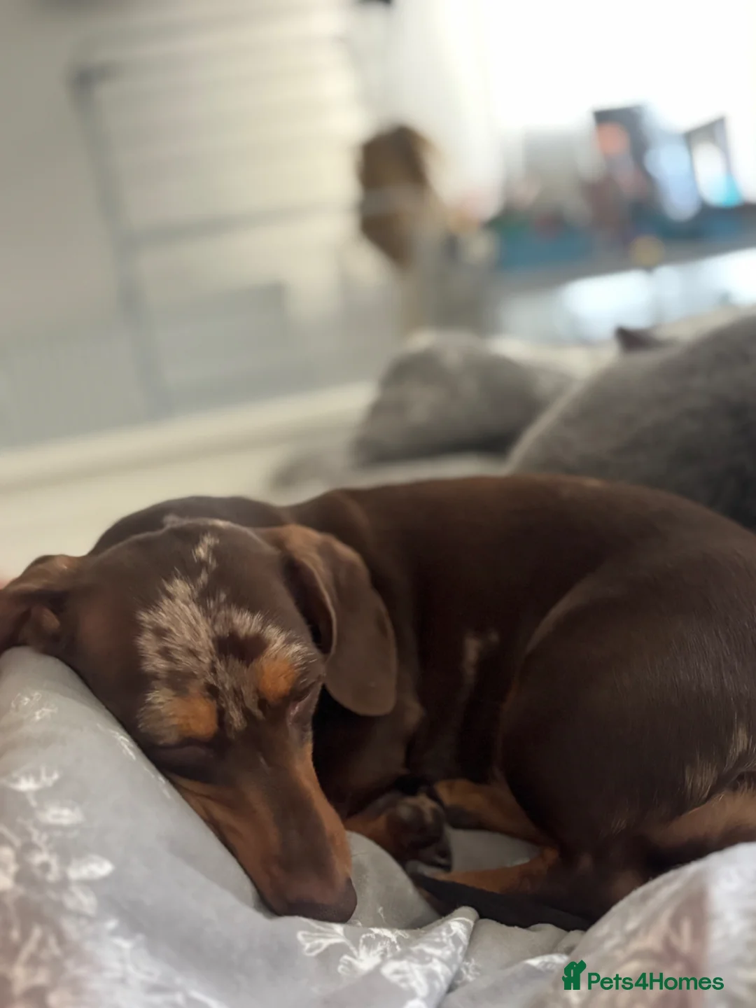 Miniature Dachshund dogs for sale: Miniature dachshund - Advert 2